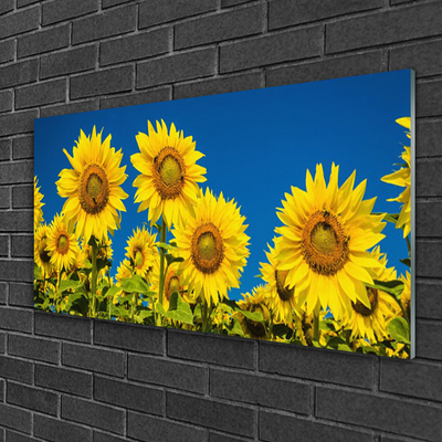 Slika na akrilnem steklu Rastlinski sončnice