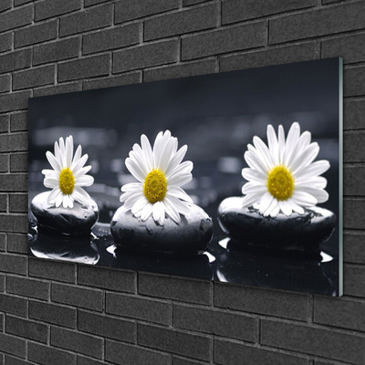 Slika na akrilnem steklu Daisy stones rastlin