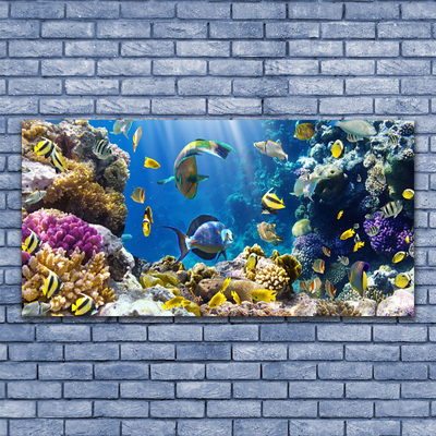 Slika na akrilnem steklu Barrier reef narava