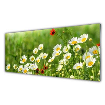 Slika na akrilnem steklu Daisy rastlin narava