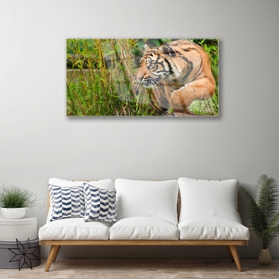 Slika na akrilnem steklu Tiger živali