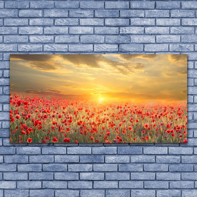 Slika na akrilnem steklu Sun travnik poppy cvetje