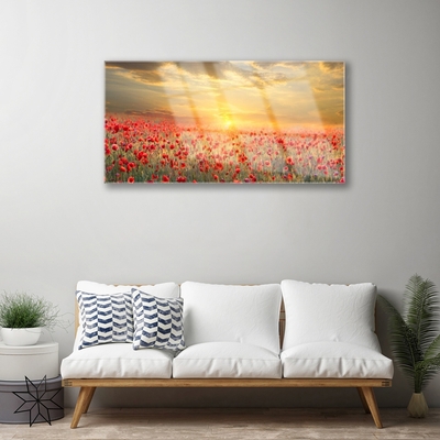 Slika na akrilnem steklu Sun travnik poppy cvetje