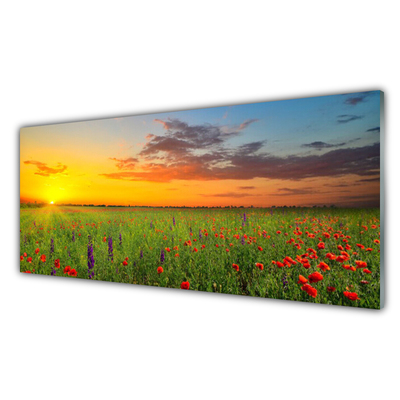 Slika na akrilnem steklu Sun travnik flowers narava