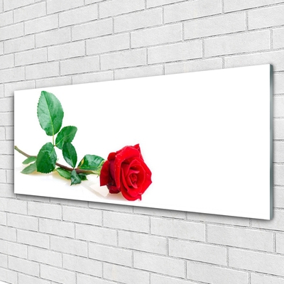 Slika na akrilnem steklu Rose flower rastlin narava