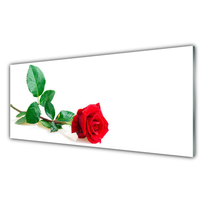 Slika na akrilnem steklu Rose flower rastlin narava