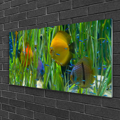Slika na akrilnem steklu Ribe, alg narava
