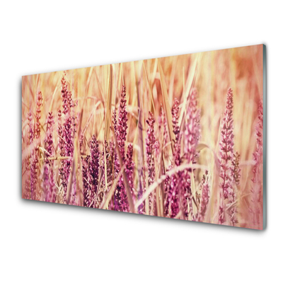Slika na akrilnem steklu Pšenica rastlin narava