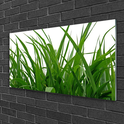 Slika na akrilnem steklu Grass nature rastlin