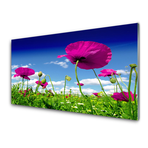 Slika na akrilnem steklu Sky travnik flowers narava