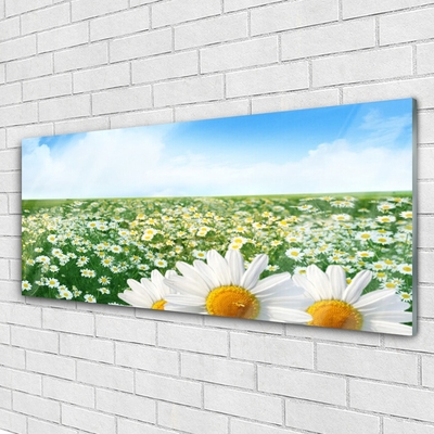 Slika na akrilnem steklu Daisy travnik flowers polje
