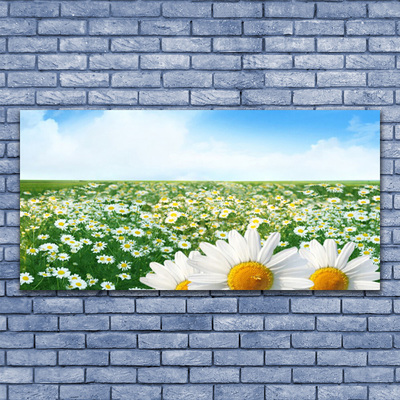 Slika na akrilnem steklu Daisy travnik flowers polje