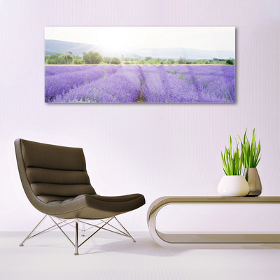Slika na akrilnem steklu Lavender polje travnik narava