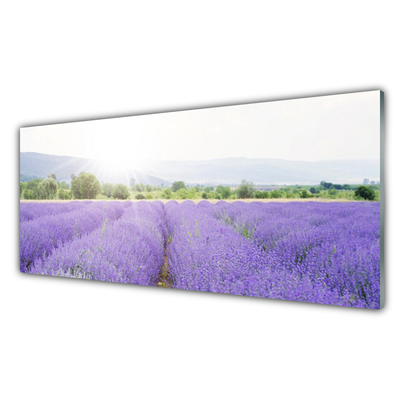 Slika na akrilnem steklu Lavender polje travnik narava
