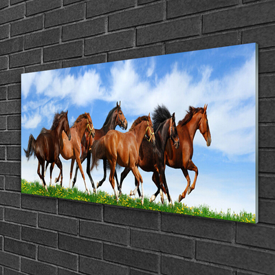Slika na akrilnem steklu Galopu konji na paši