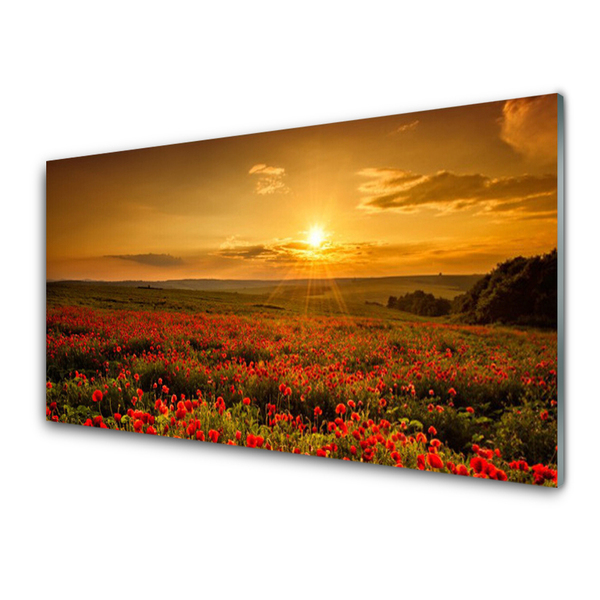 Slika na akrilnem steklu Makovo polje sunset travnik
