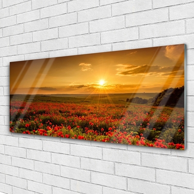 Slika na akrilnem steklu Makovo polje sunset travnik
