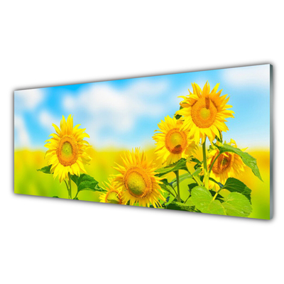 Slika na akrilnem steklu Sončnica rože narava
