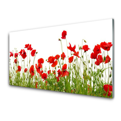 Slika na akrilnem steklu Mak cvetje travnik narava