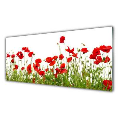 Slika na akrilnem steklu Mak cvetje travnik narava