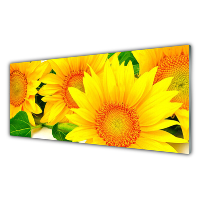 Slika na akrilnem steklu Sončnica flower narava