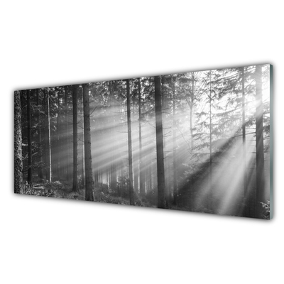 Slika na akrilnem steklu Narava forest sončnimi žarki