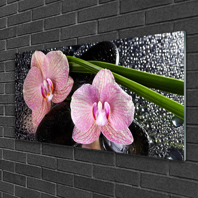 Slika na akrilnem steklu Orchid rože orhideja zen