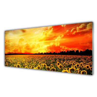 Slika na akrilnem steklu Sončnice travnik flowers