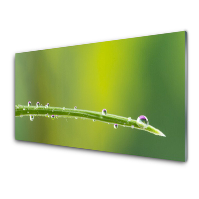 Slika na akrilnem steklu Dew drop na travi