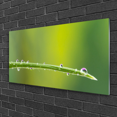 Slika na akrilnem steklu Dew drop na travi