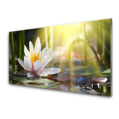 Slika na akrilnem steklu Sun water lily pond
