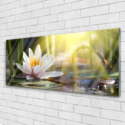 Slika na akrilnem steklu Sun water lily pond