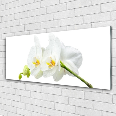 Slika na akrilnem steklu Bela orhideja cvetni listi