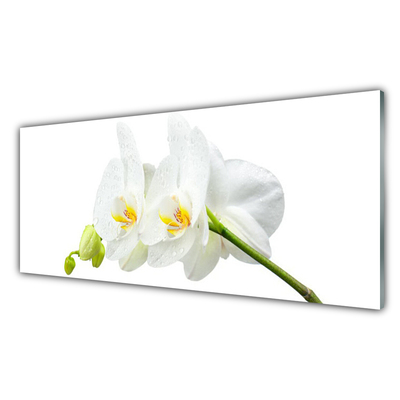 Slika na akrilnem steklu Bela orhideja cvetni listi