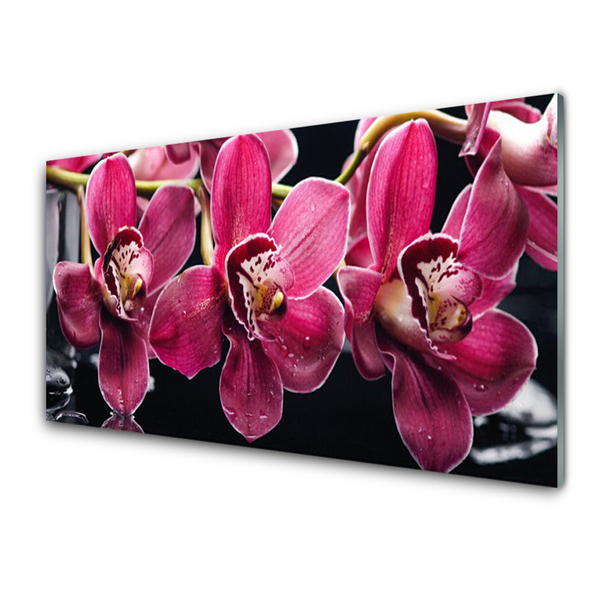 Slika na akrilnem steklu Orchid rože narava poganjki