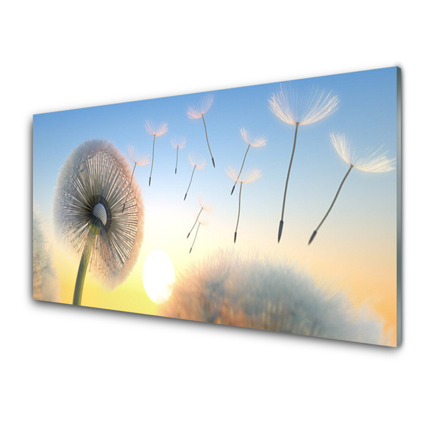 Slika na akrilnem steklu Dandelion flower rastlin