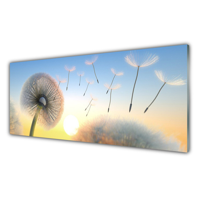 Slika na akrilnem steklu Dandelion flower rastlin