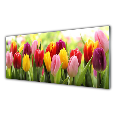 Slika na akrilnem steklu Tulipani rože narava