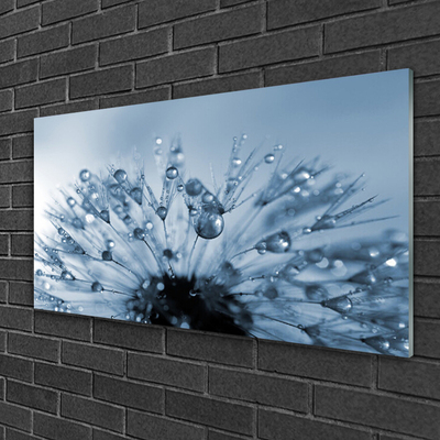 Slika na akrilnem steklu Dandelion flower drops