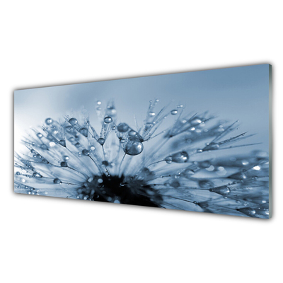 Slika na akrilnem steklu Dandelion flower drops