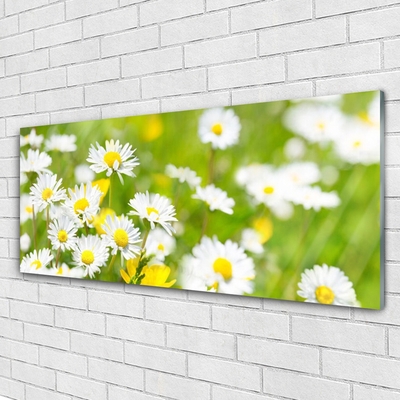 Slika na akrilnem steklu Daisy flower rastlin