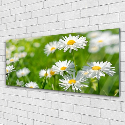 Slika na akrilnem steklu Daisy flower rastlin