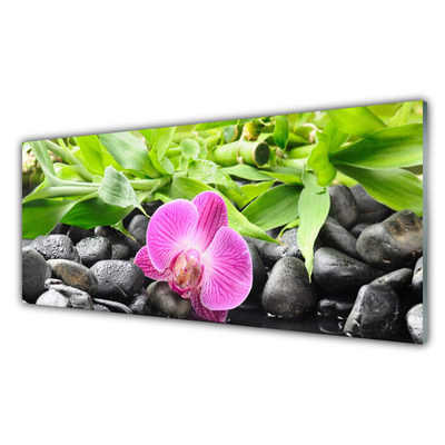Slika na akrilnem steklu Orchid cvetje rastlin