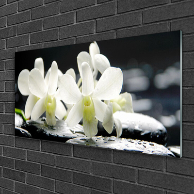 Slika na akrilnem steklu Stones orhideje