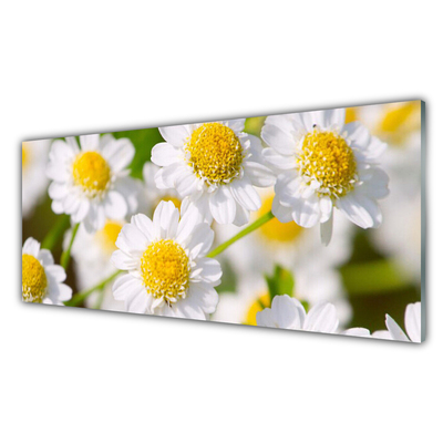 Slika na akrilnem steklu Daisy rože narava