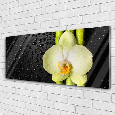 Slika na akrilnem steklu Bamboo orchid cvetje
