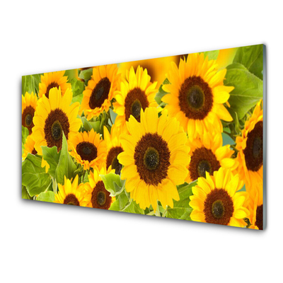 Stenska plošča za kuhinjo Sončnice rastlin