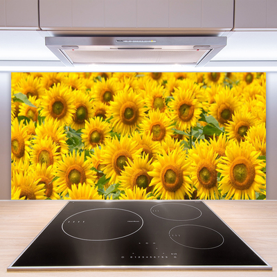 Stenska plošča za kuhinjo Sončnica rastlin narava