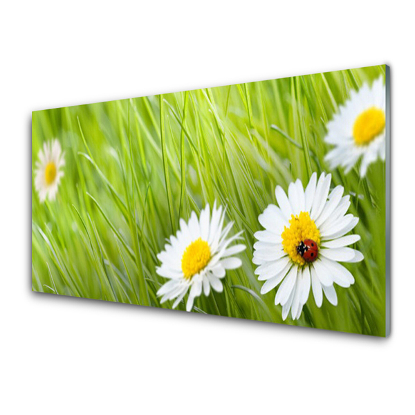 Stenska plošča za kuhinjo Grass daisies narava