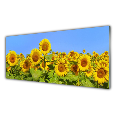 Stenska plošča za kuhinjo Sončnica flower rastlin